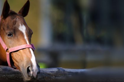 equestrian law horse transactions